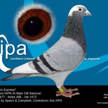 1st Open NIPA Winners –