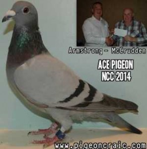 Ace Bird 2014