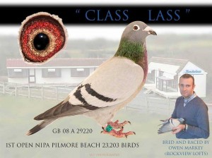 "Class Lass" 1st Open NIPA Pilmore Beach 23,203 Birds. Bred & Raced by Owen Markey, Ballyholland HPS. 