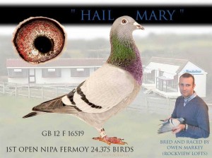 "Hail Mary" 1st Open NIPA Fermoy 24,375 Birds. Bred & Raced by Owen Markey, Ballyholland. 