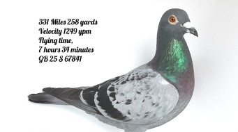 INFC Young Bird Grad Nat – J Smyth & Son